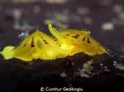 Tylodina perversa by Cumhur Gedikoglu 